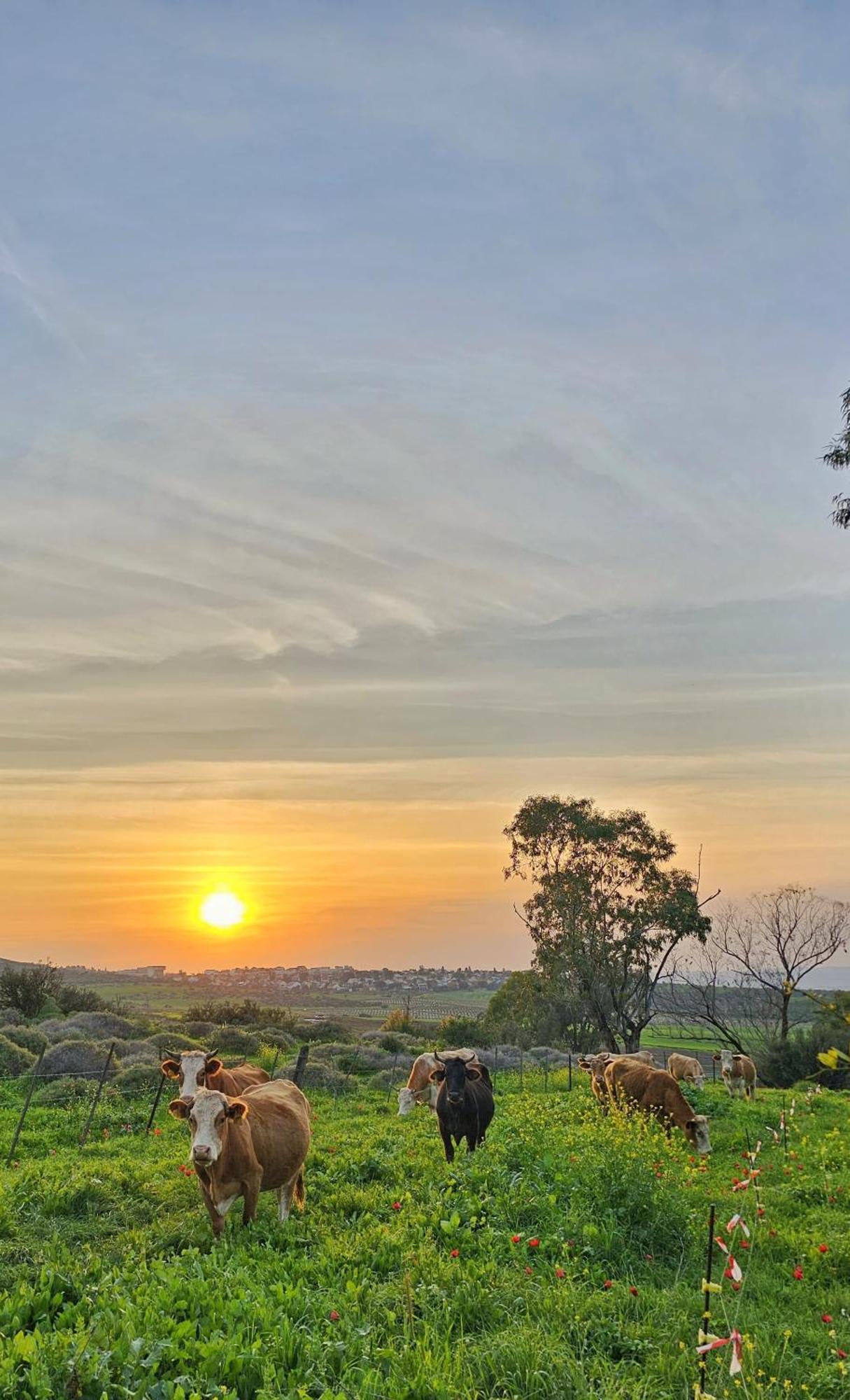 זריחה למרגלות הגלבוע Villa Nurit Bagian luar foto
