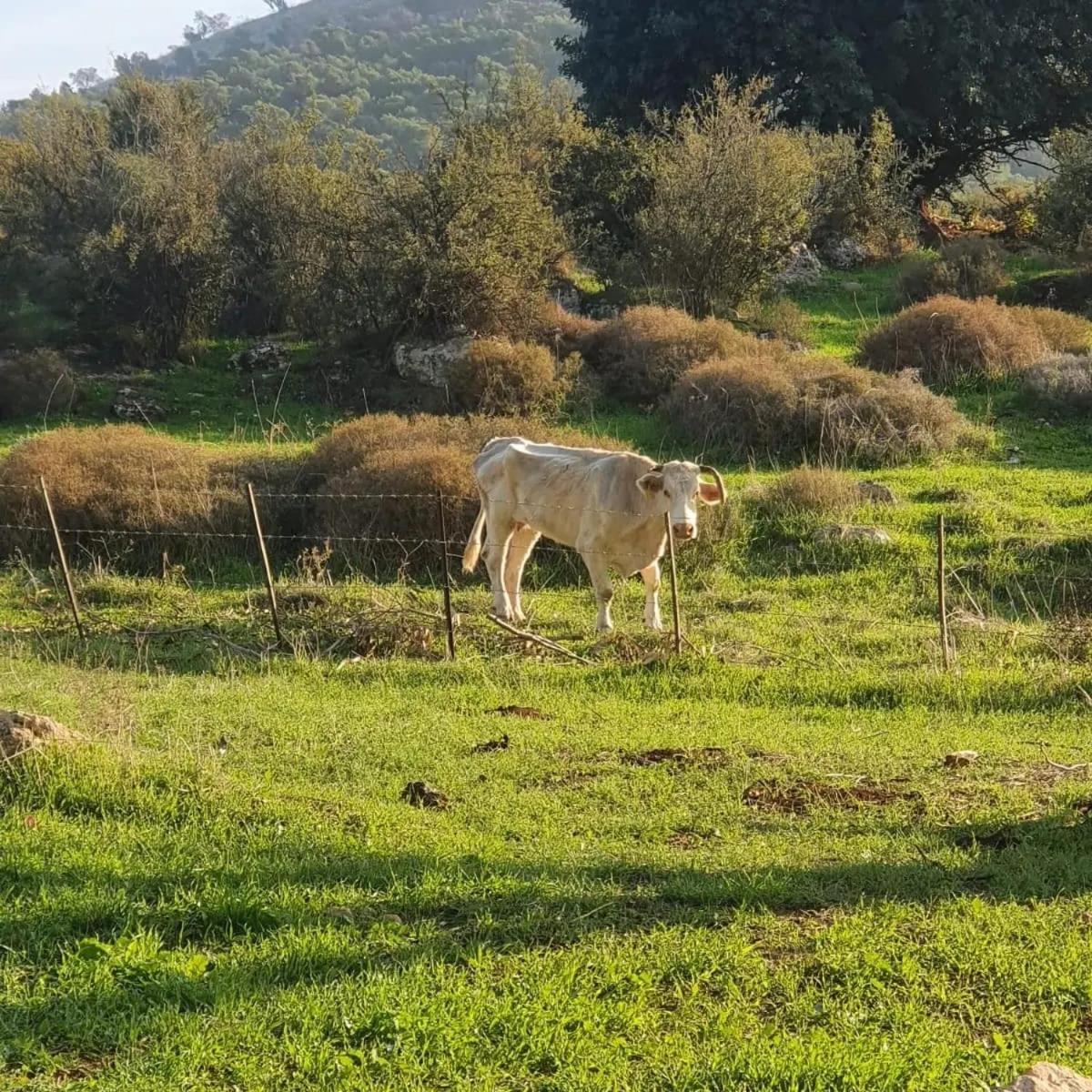 זריחה למרגלות הגלבוע Villa Nurit Bagian luar foto